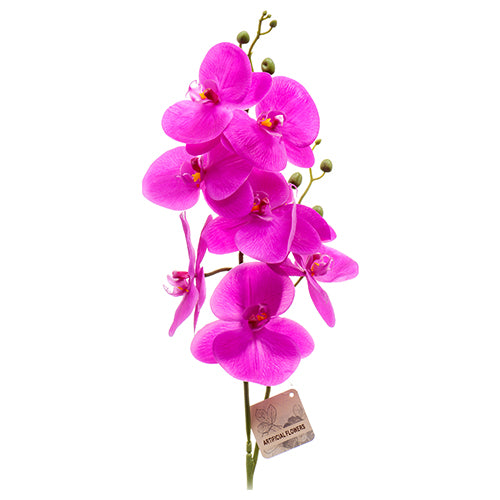 af moth orchid violet -- 24 per case