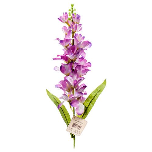 af moth orchid - zz pk -- 24 per case